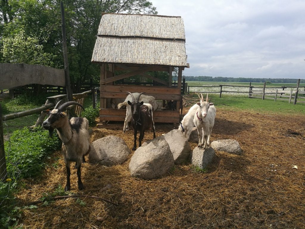 Siedlisko-Leluja-kozy