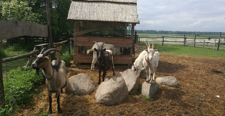 Siedlisko-Leluja-kozy